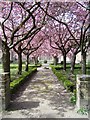 Bolling Hall from the formal gardens