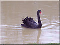 Black Swan on Benbow Pond, Cowdray Park