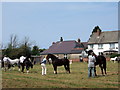 Barley Saturday: judging the stallions