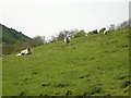 Sheep at Glenauchie