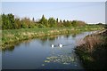 Swans on the River Till