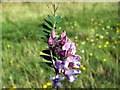 Common Vetch  (Leguminosae or Fabaceae)