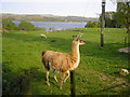 A Llama and a Sheep in a Paddock