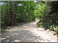 Bridleway from Whitesheet Plantation to Redbridge Manor