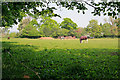 Field between Home Lane and Locks Lane, Sparsholt