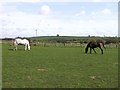 Horses feeding