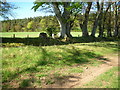 Hillhead Plantation from Dere Street