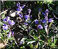 Common Milkwort (Polygala vulgaris)