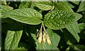 Comfrey