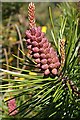 Immature Pine Cone