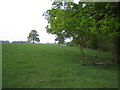 Oak trees and field, Balmore Wood near Greatmoor