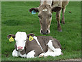 Cattle, Upper Winchendon