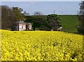 Cadeby through the rape field