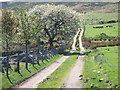 Track from Tillyorn towards Bogmore