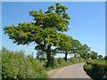 Oak Trees