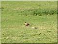 Two Pheasants in field opposite end of Swine Lane