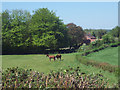 Horses grazing near Lower Holwell