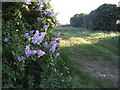 Lilacs by the footpath