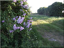 TM0860 : Lilacs by the footpath by Jonathan Billinger