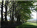 Field boundary near Heathfield