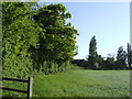 Field near Swallow Grove Farm