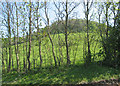 Looking up Frocester Hill