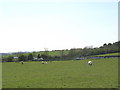 Grazing sheep in field besides a dammed stream