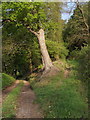 Footpath at Eastcott