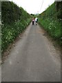 A Lane in Mottisfont