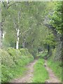 track with birches - and rabbit