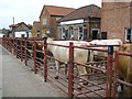 Malton Cattle Market