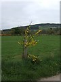 Broom in bloom