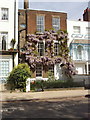 Wisteria on house at Kew Green