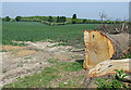 Felled Tree and Crop Field, The Hobbins, Shropshire