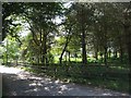 Footpath through the trees