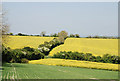 Colourful fields of Thornicombe Farm