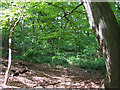 Deciduous Woods, Quatford, Shropshire