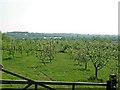 Orchard on Knowle Hill