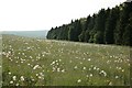 ST9951 : Field of dandelions by Doug Lee