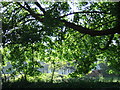 Manorowen through a green shade