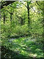 Footpath through Great Copse