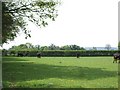 Grazing Cattle by Clapgate Copse