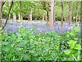 Flora of Clapgate Copse