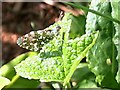 Orange Tip Butterfly, Wings Closed