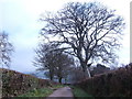 Country lane in East Devon