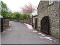 Fallen blossom, Cracoe