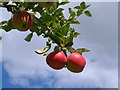 Apples in an small orchard