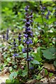 Wildflowers in Long Wood