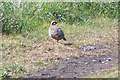 Red legged Partridge