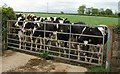 Curious cows at Cross Park